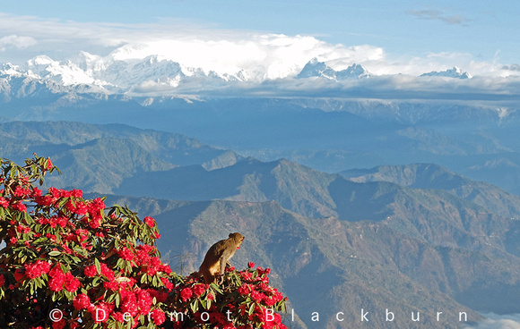 Monkey & Mountain, Darjeeling