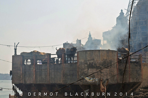 Cattle at the Burning Ghat, Varanasi,Uttar Pradesh
