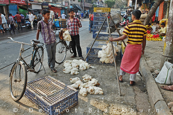 Buying chickens, Nirmal Chandra Street, Kolkata