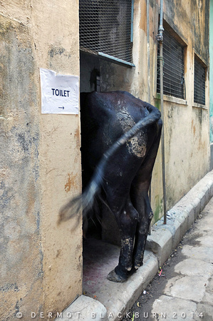 Occupied Toilet, Varanasi, Uttar Pradesh