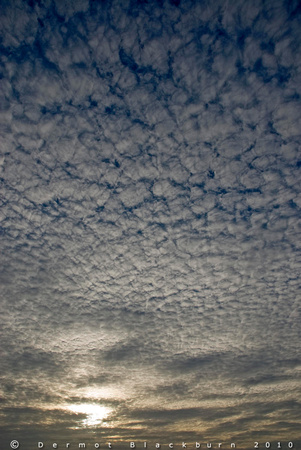 Mackerel Sky, (alto cumulus), over Ballycarry, County Antrim