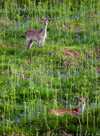 Sitka Deer among bluebells and early bracken, Murlough Bay, North Antrim Coast.