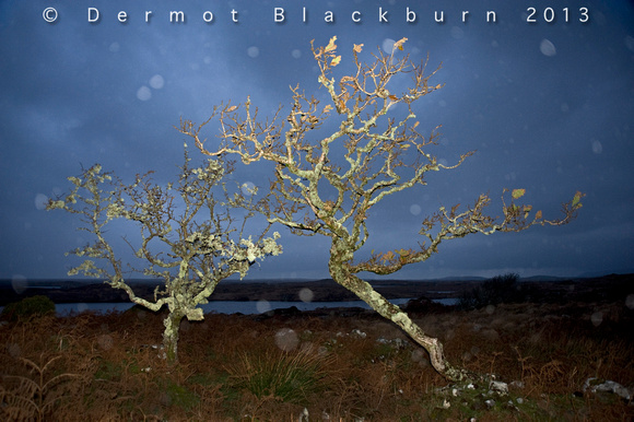 Flash-lit trees & rain, Connemara