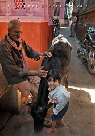 Ashok, his Grandfather, & one of their cows, Varanasi